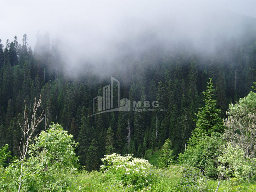 იმერეთი