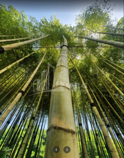 შეკვეთილი