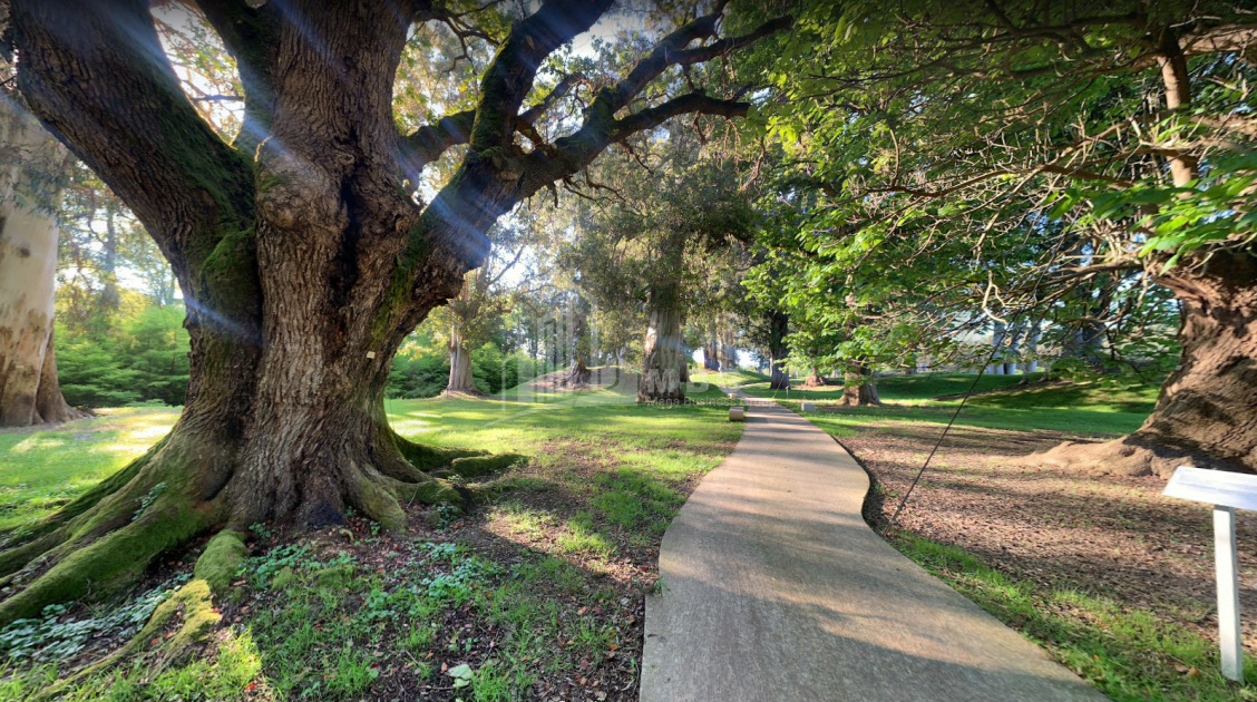 შეკვეთილი
