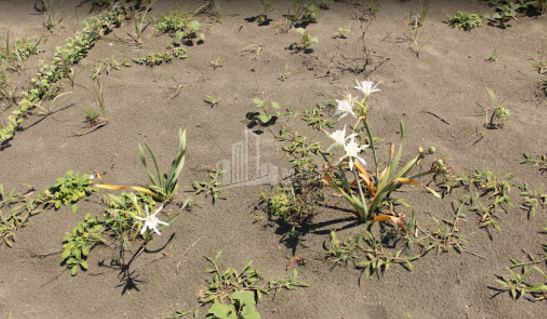 შეკვეთილი