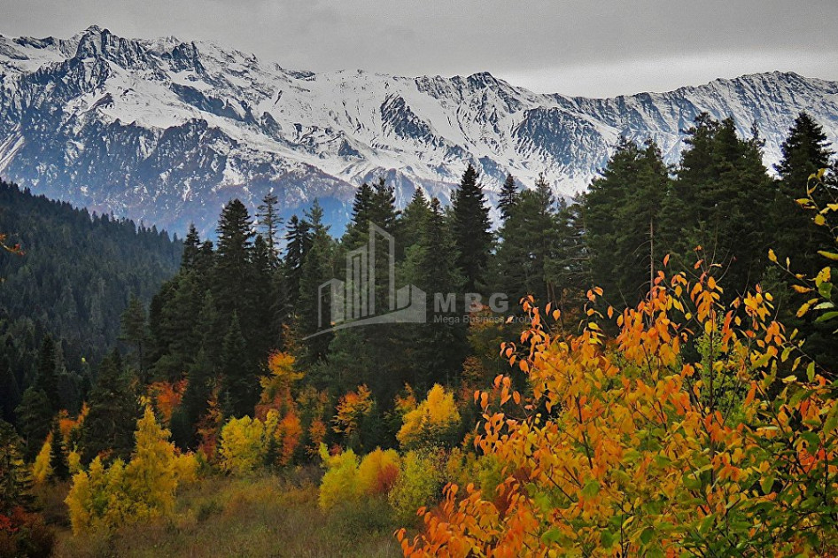 იმერეთი