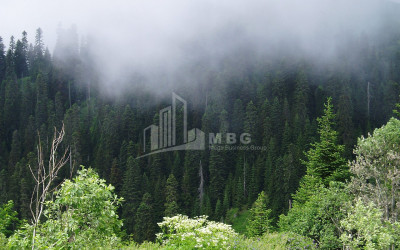 იმერეთი