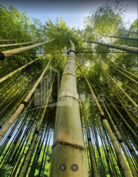 შეკვეთილი