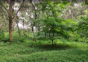 შეკვეთილი