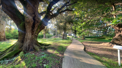შეკვეთილი