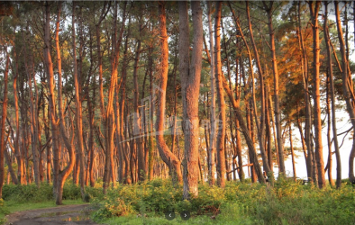 შეკვეთილი