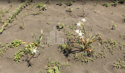 შეკვეთილი