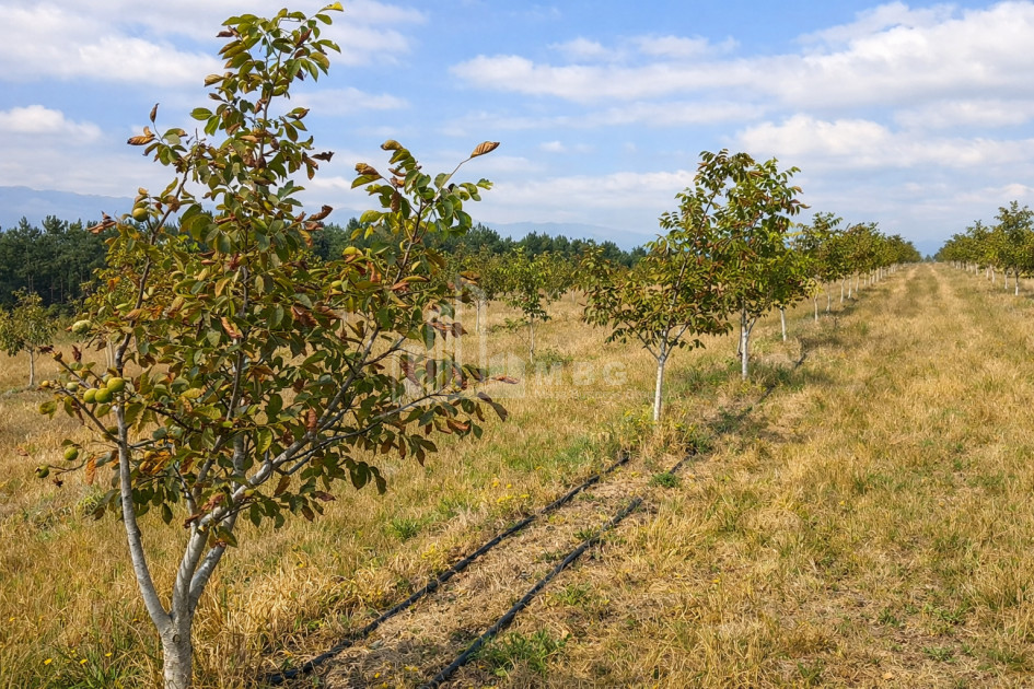 Продается Фруктовые сад Земля В Хашури