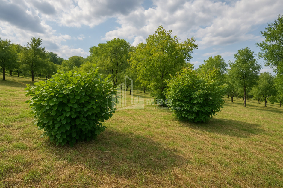 For Sale Country Land In Lamiskana, Kaspi