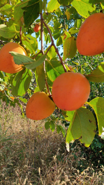 იყიდება სამოსახლო მიწის ნაკვეთი, მუხიანის დაჩები