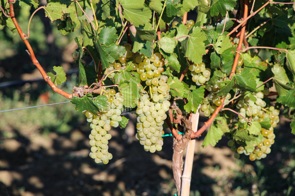 იყიდება კომერციული ფართი დოესი კასპი შიდა ქართლი