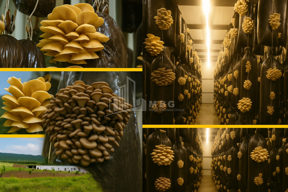 For Sale Commercial Okami Kaspi Shida Kartli