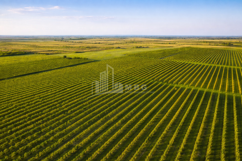 იყიდება ხეხილის ბაღი მიწის ნაკვეთი, ბაკურციხე