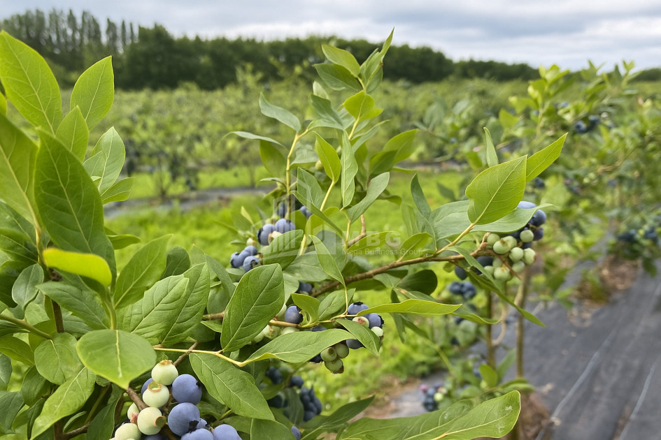 For Sale Land Samegrelo