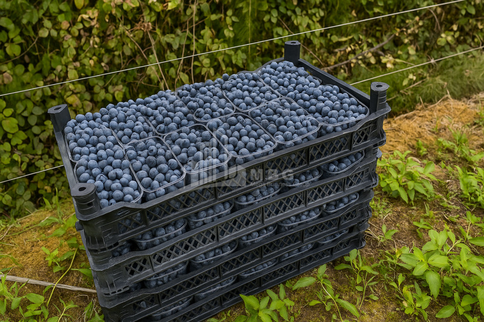 For Sale Land Khobi Samegrelo