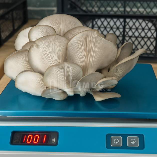 For Sale Commercial Okami Kaspi Shida Kartli