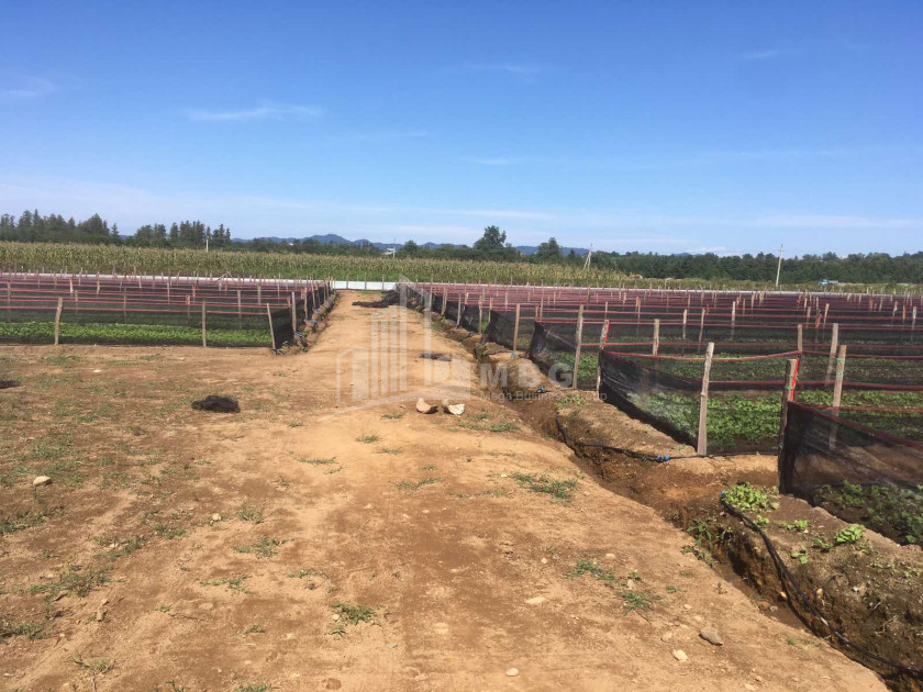 For Sale Land Municipalities of Guria