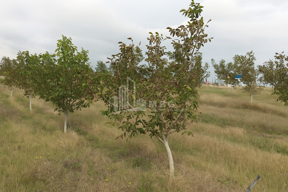 Продается Фруктовые сад Земля В Хашури