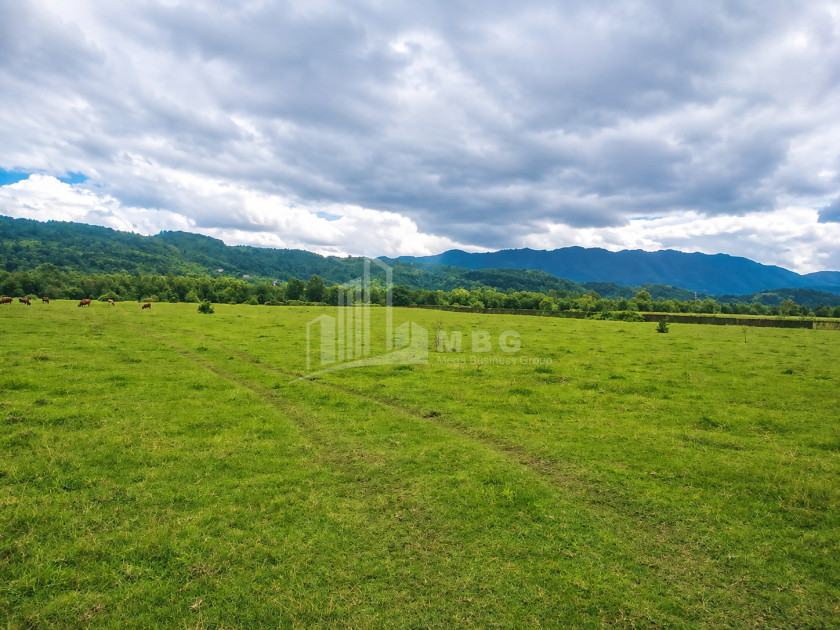 For Sale Orchards Land In Abasha