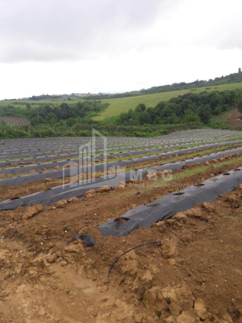 For Sale Blueberry orchard Land In Baileti, Ozurgeti