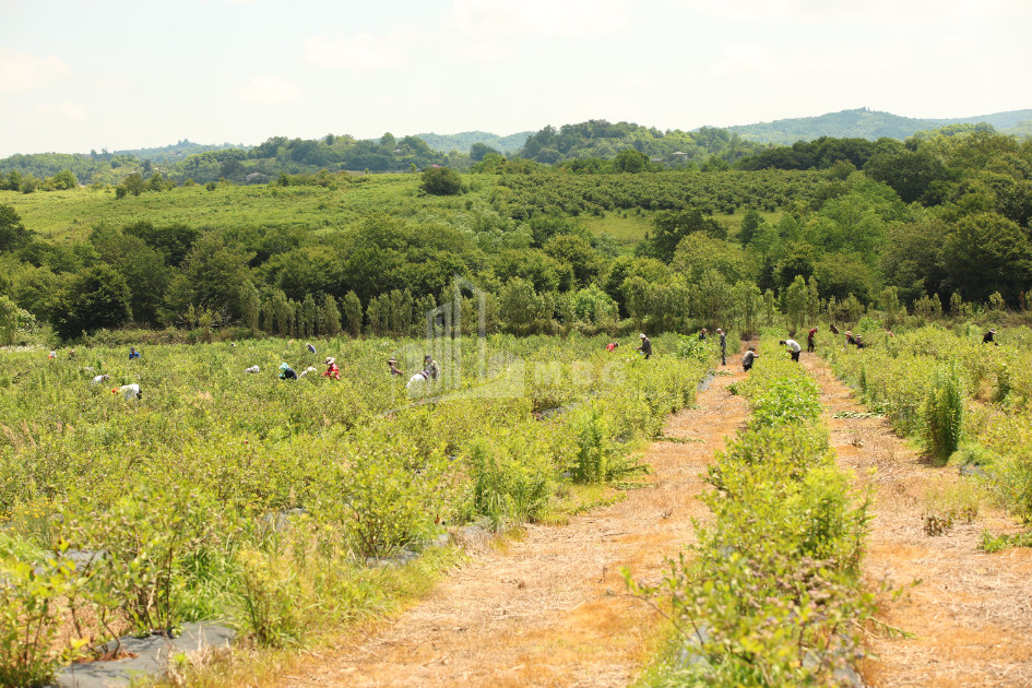For Sale Orchards Land In Senaki