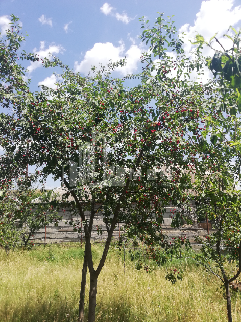 For Sale House - Villa, in Village Dighomi