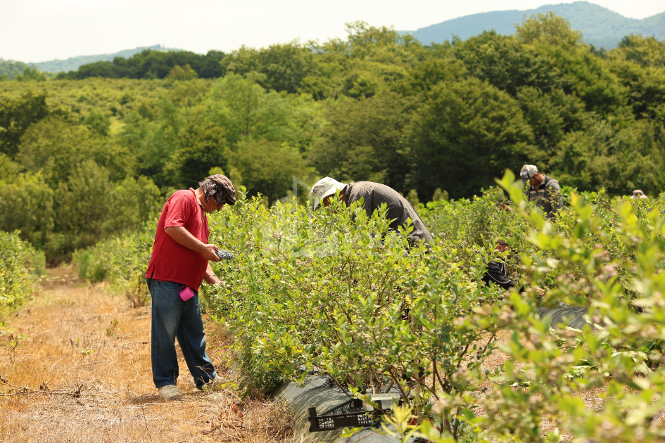 For Sale Orchards Land In Senaki