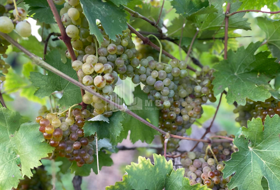 იყიდება შატო / ღვინის ქარხანა / მარანი კომერციული ფართი საგურამოში, მცხეთა