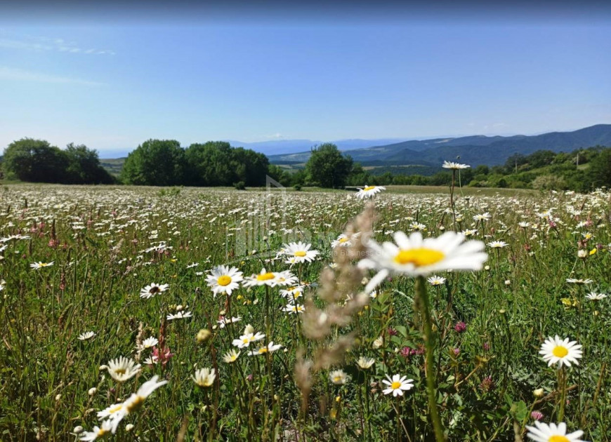 For Sale Country Land, in Orbeti