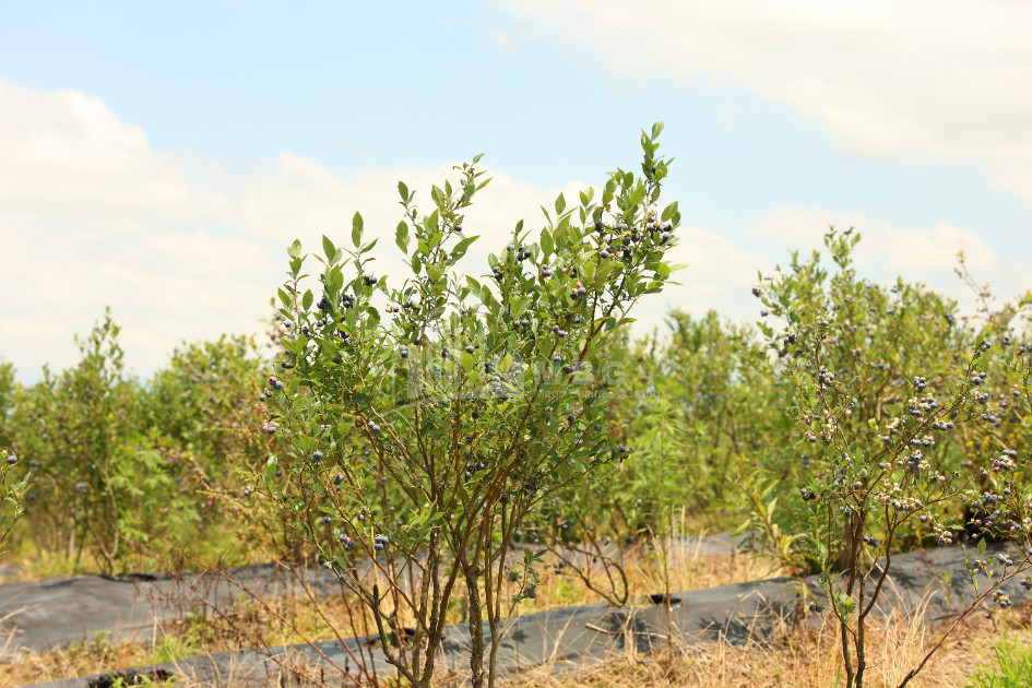 For Sale Orchards Land In Senaki