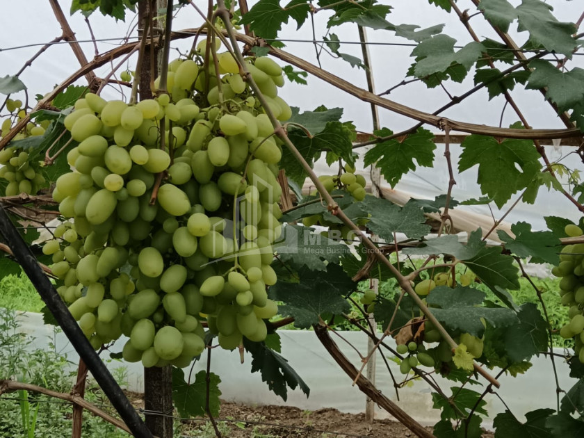 Продается Земля Носири Сенакски Самегрело   Верхняя Сванетия