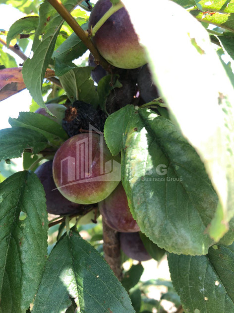 For Sale Orchards Land, in Signagi