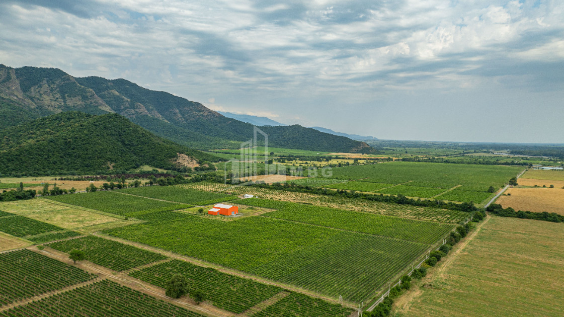 For Sale Land Napareuli Telavi Kakheti