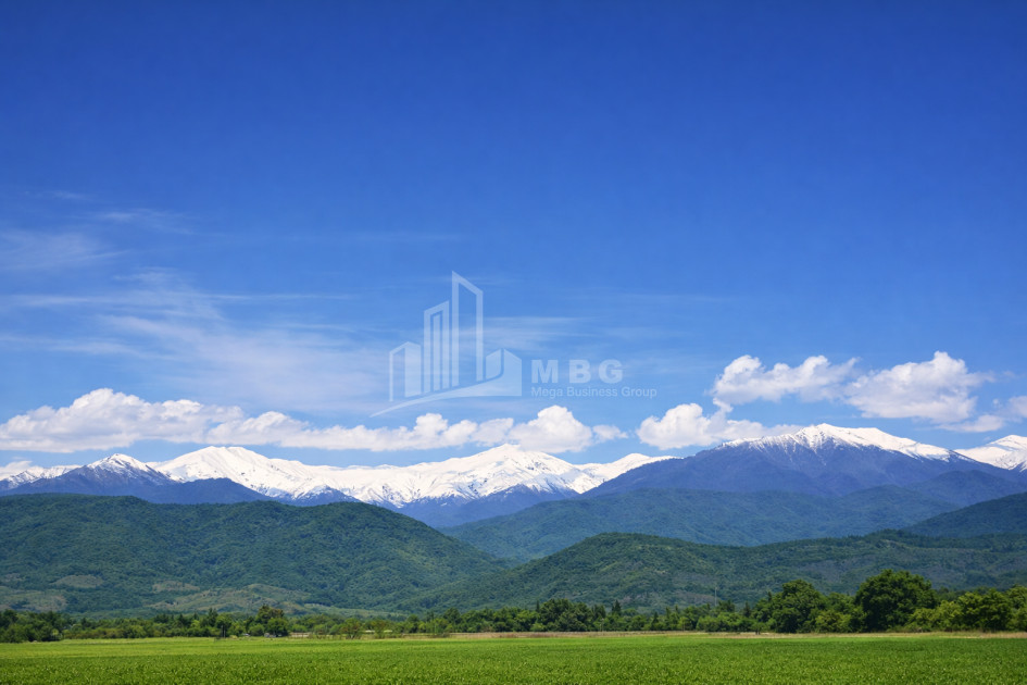 იყიდება სავენახე - საშატოე მიწის ნაკვეთი თელავში