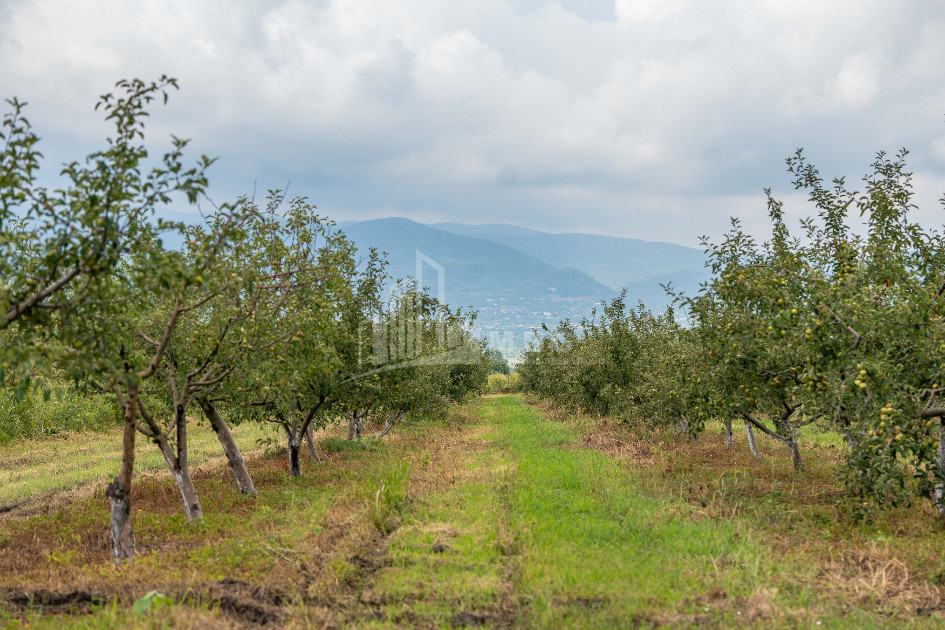 For Sale Land Kakheti