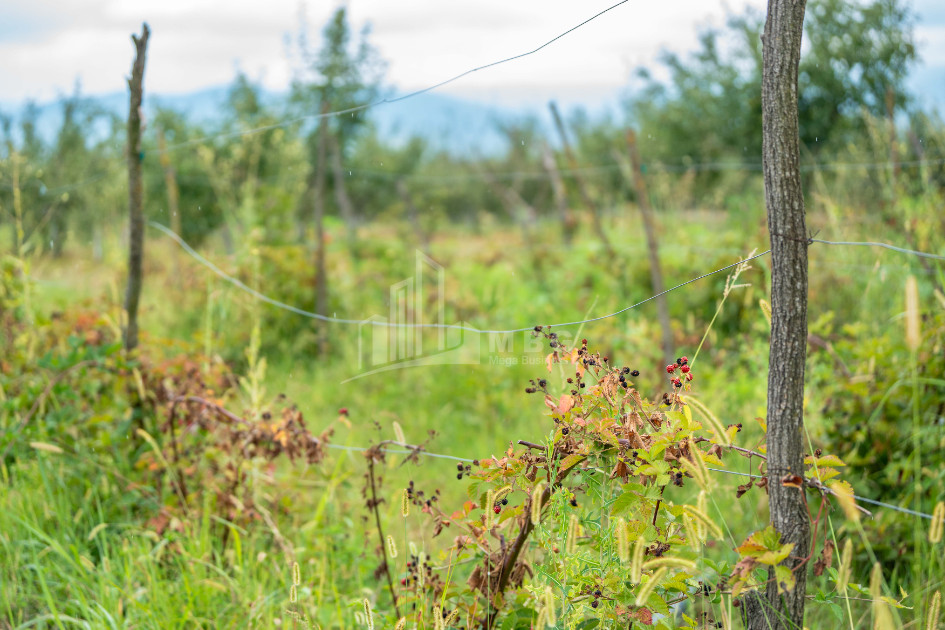 For Sale Land Kakheti