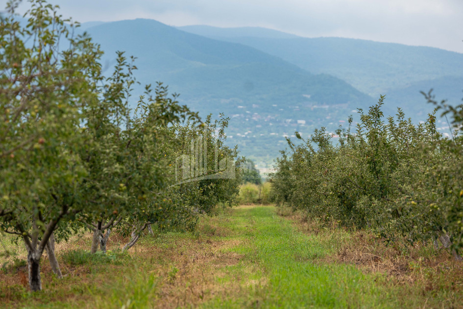 For Sale Land Kakheti