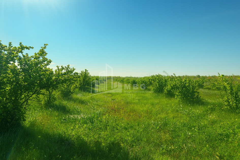 For Sale Land Kvemo Shukhuti Lanchkhuti Municipalities of Guria
