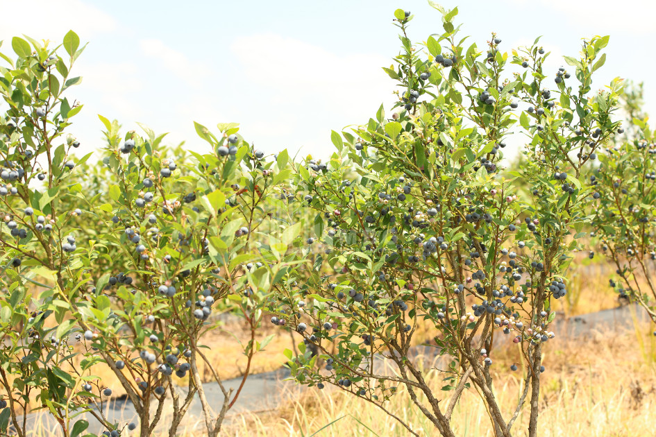 For Sale Orchards Land In Senaki