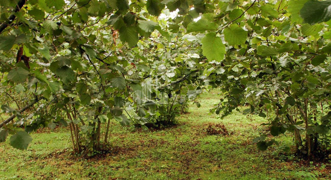 Продается Фруктовые сад Земля, в Сенакски