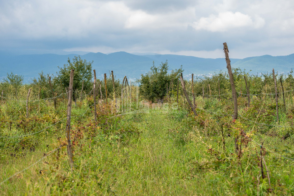 For Sale Land Kakheti