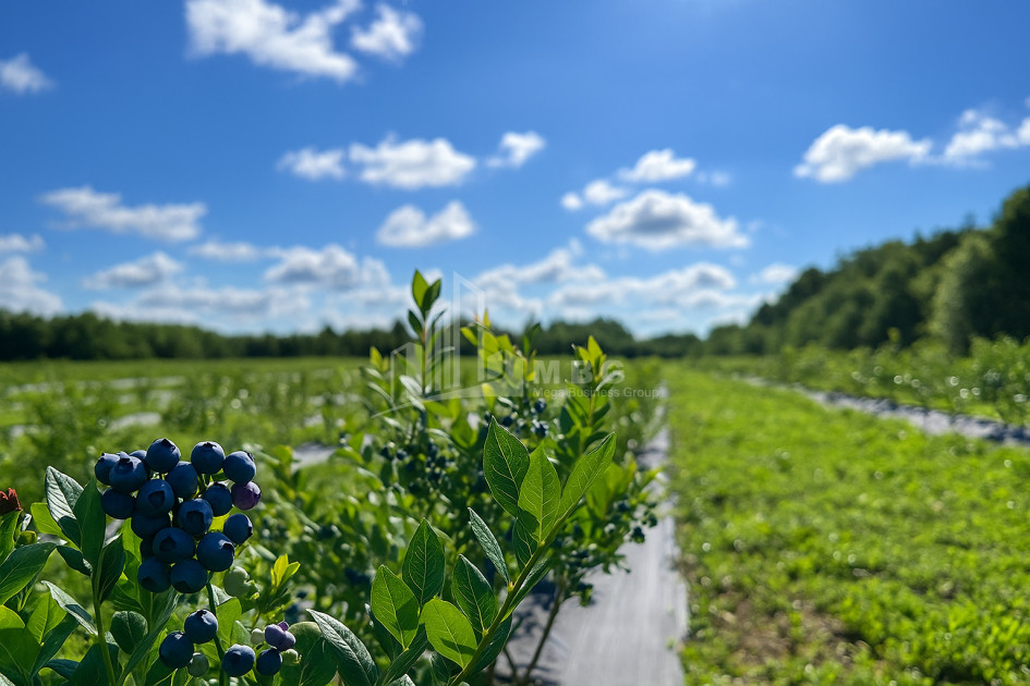 For Sale Land Khobi Samegrelo