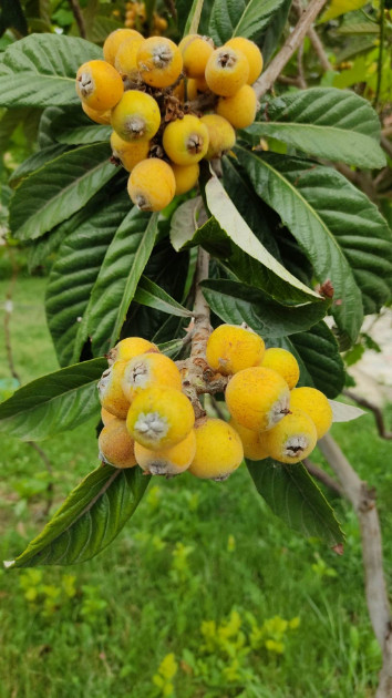 იყიდება სამოსახლო მიწის ნაკვეთი, მუხიანის დაჩები