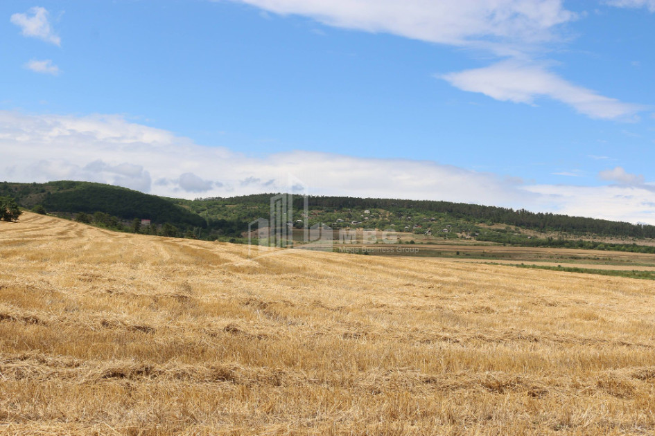 For Sale Country Land, in Borjomi