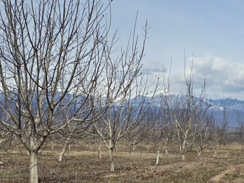 For Sale Orchards Land In Tsinandali, Telavi
