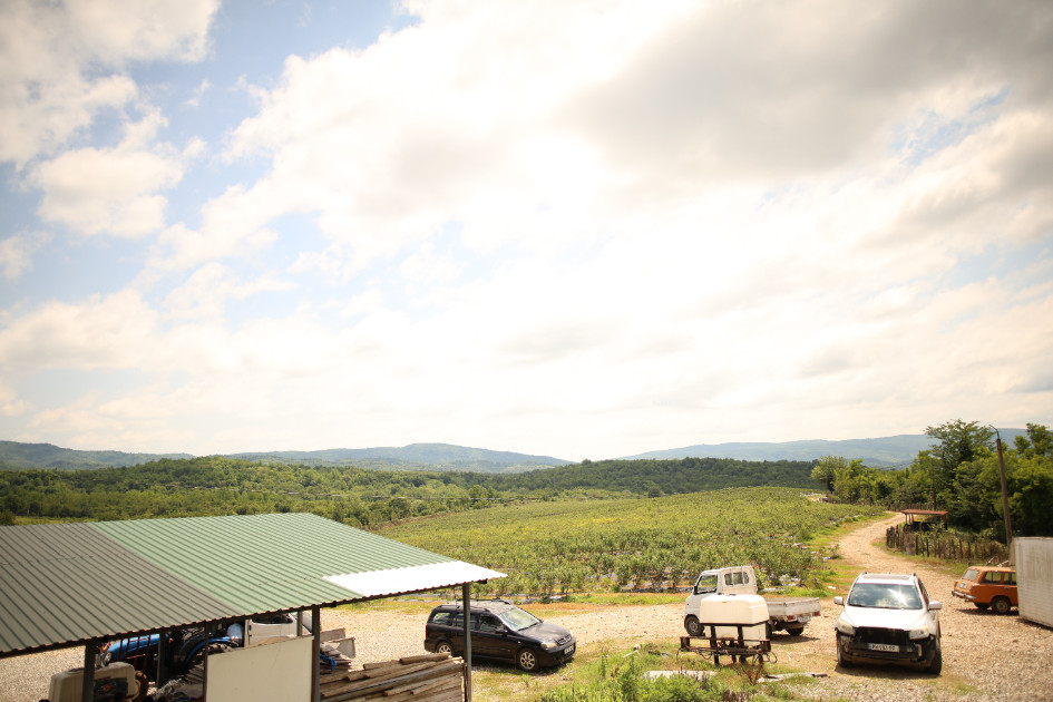 For Sale Orchards Land In Senaki