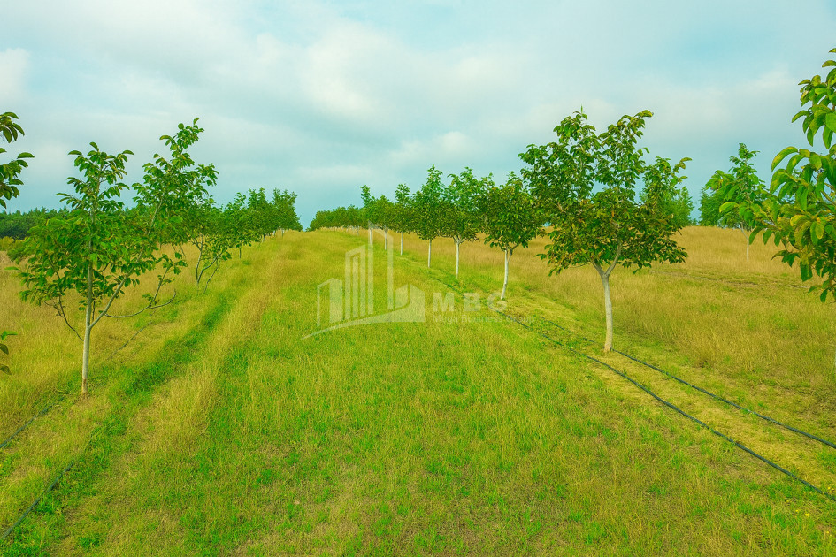 იყიდება მიწის ნაკვეთი ხაშური შიდა ქართლი