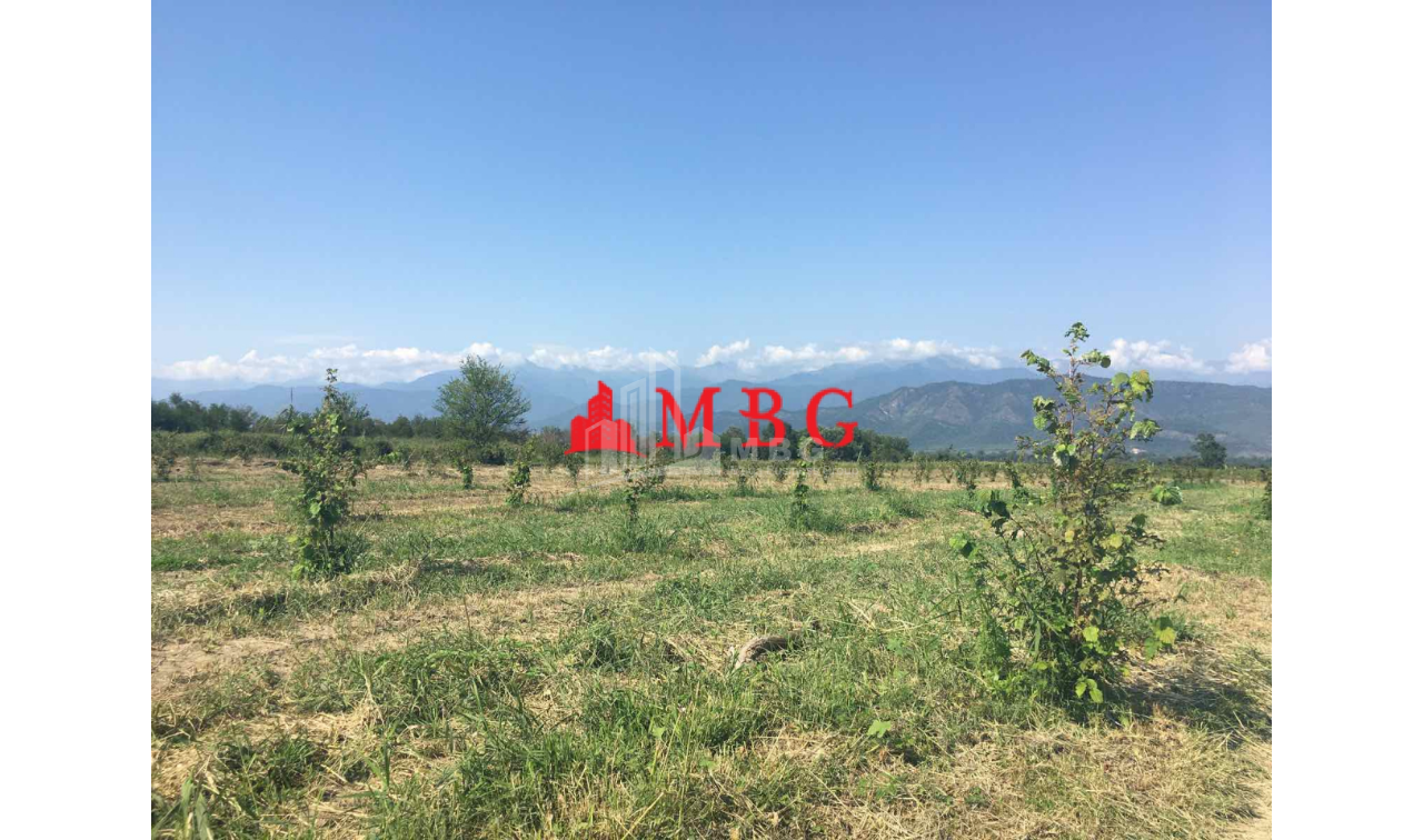 For Sale Vineyard - Chateau Land, in Telavi