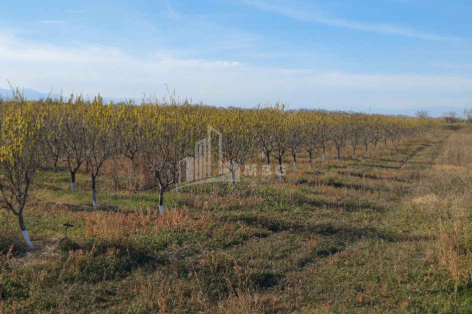 იყიდება მიწის ნაკვეთი სოფელი შაუმიანი მარნეული ქვემო ქართლი