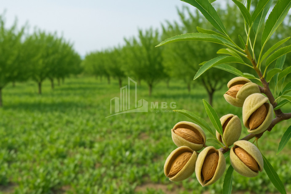 For Sale Land Bolnisi Kvemo Kartli